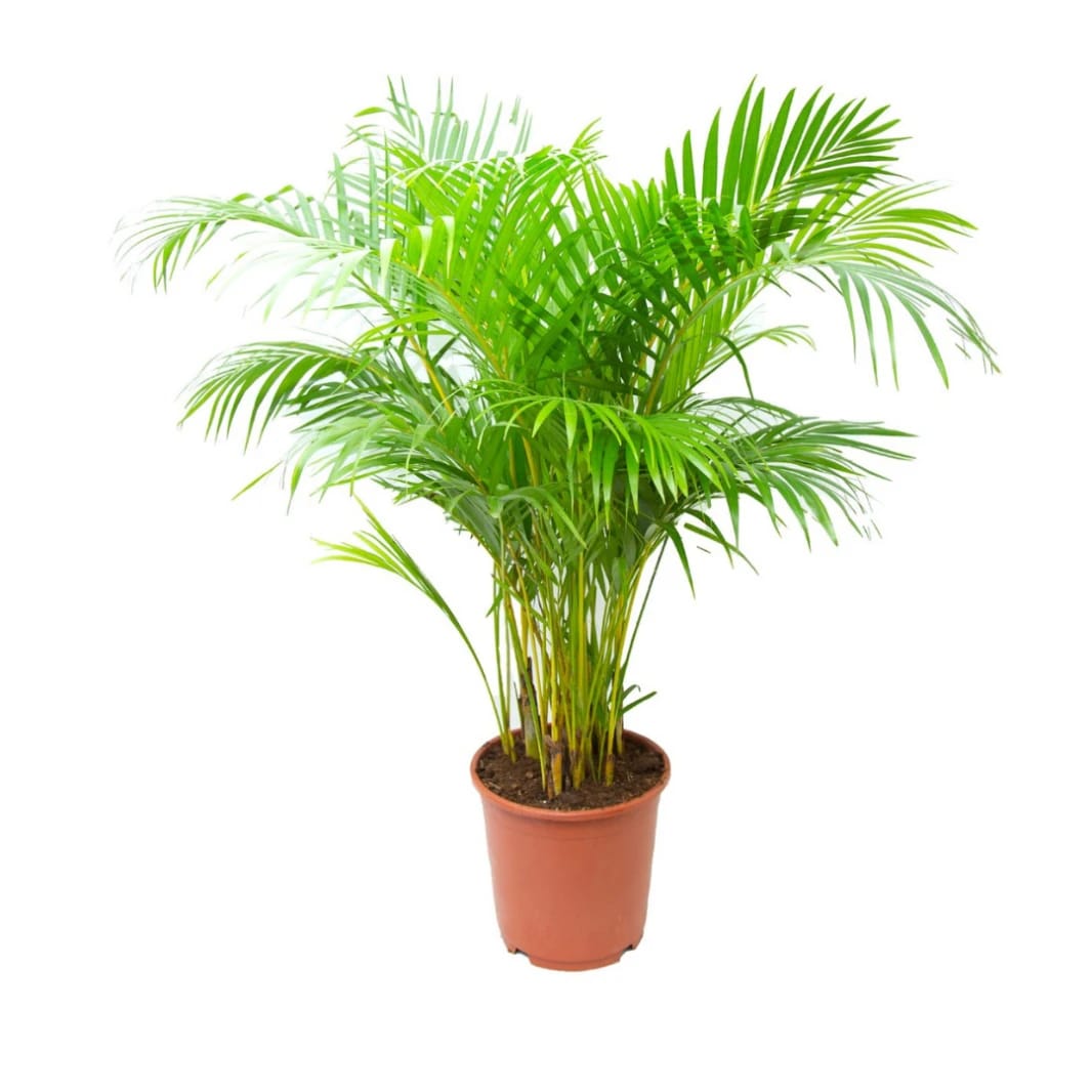 Areca Palm