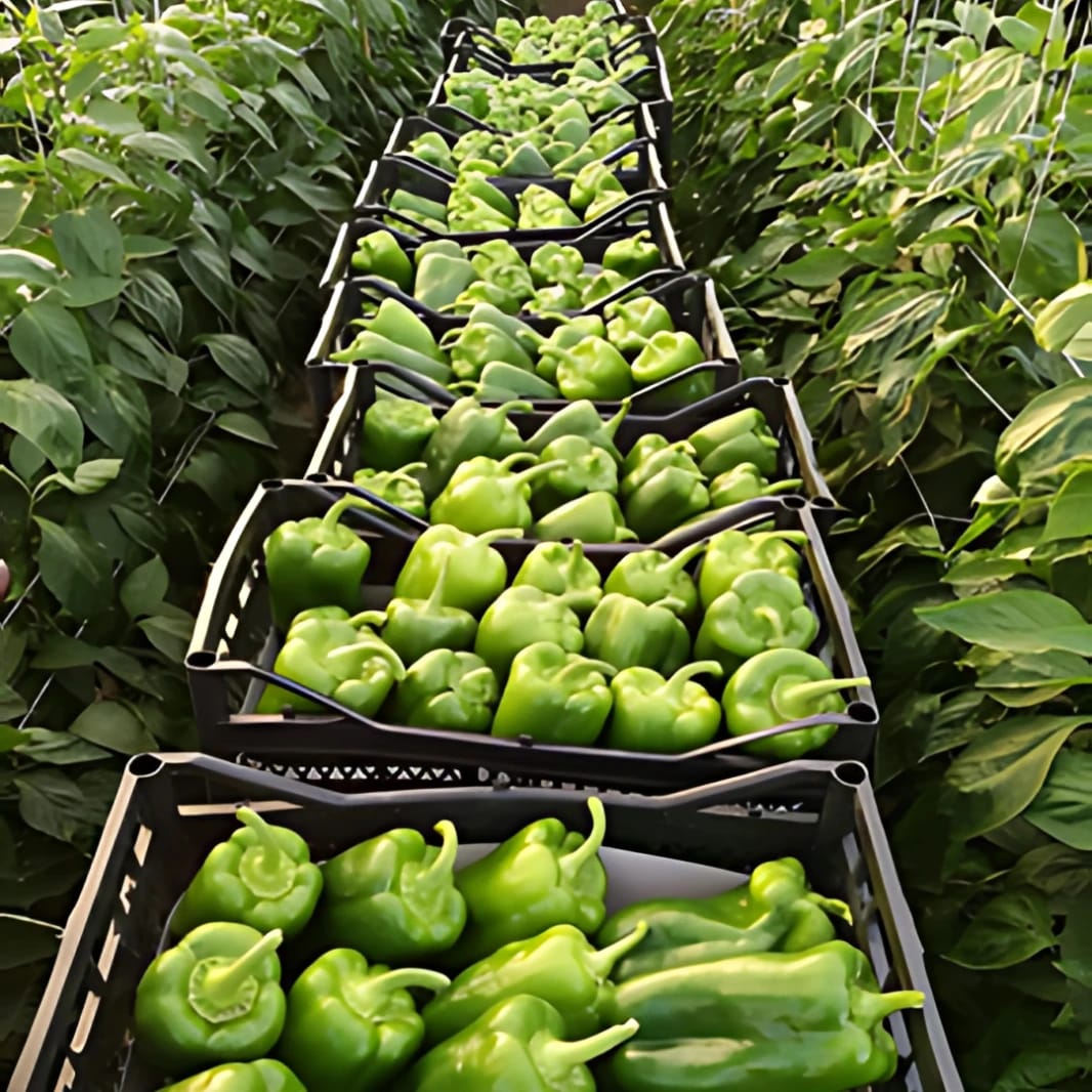 Sweet Pepper Kassandra F1 Seeds - 1000 Seeds Hybrid