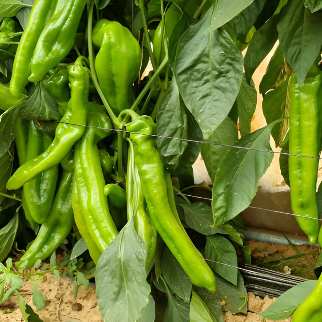 Sweet Pepper Eagle F1 Hybrid Seeds - 1000 Seeds