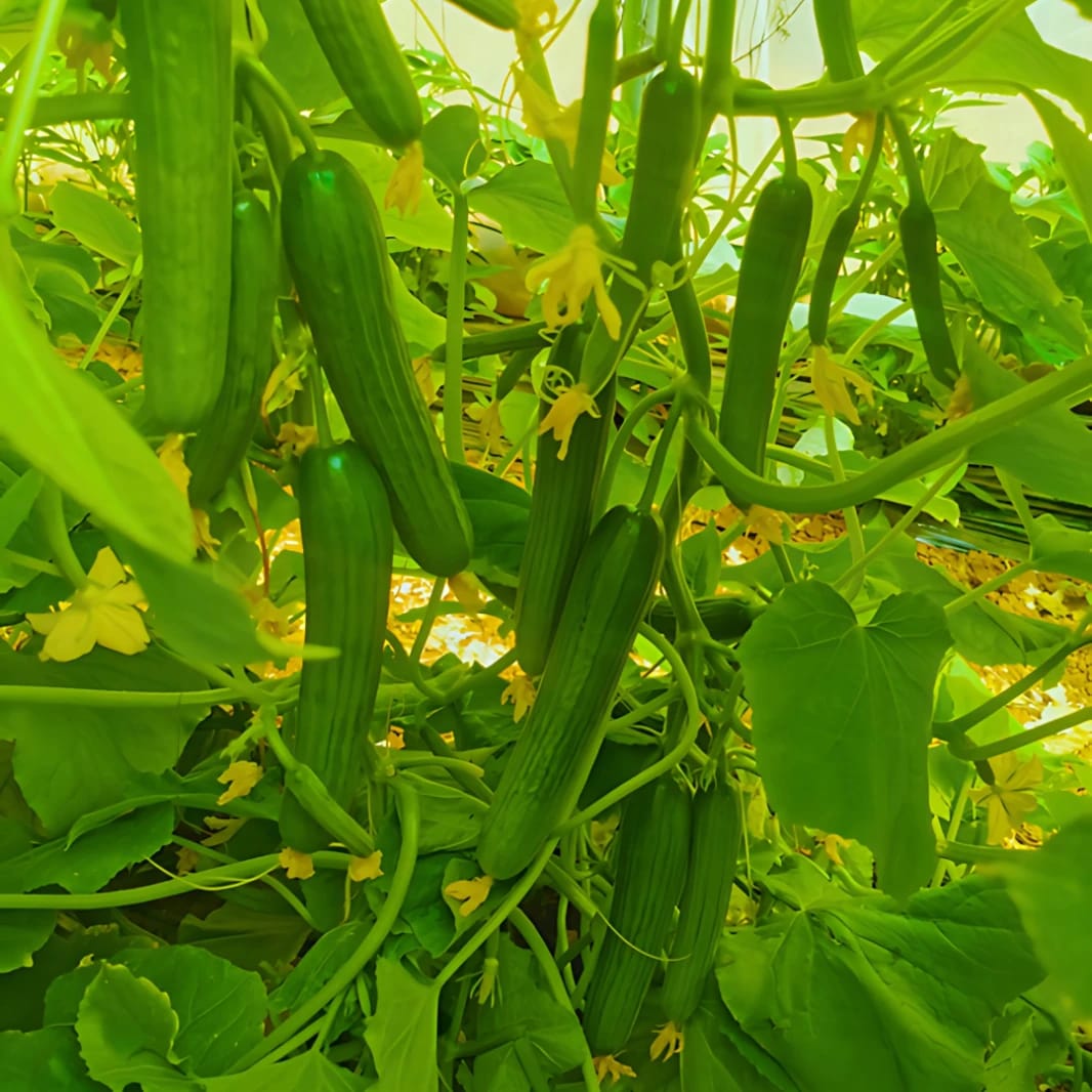 Hybrid Cucumber LX F1 Seeds - 1000 Seeds