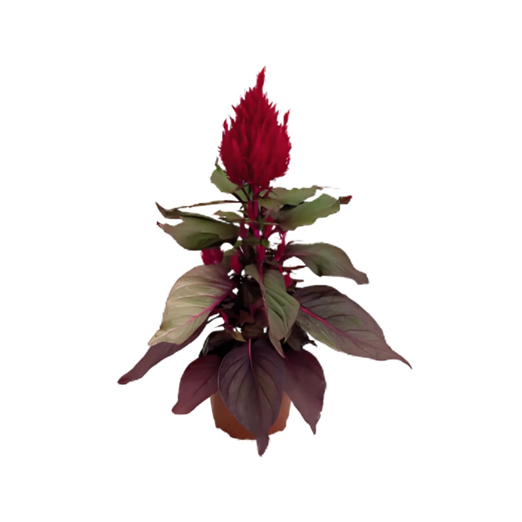 Celosia Plumosa New Look Seeds - 1000 Pieces