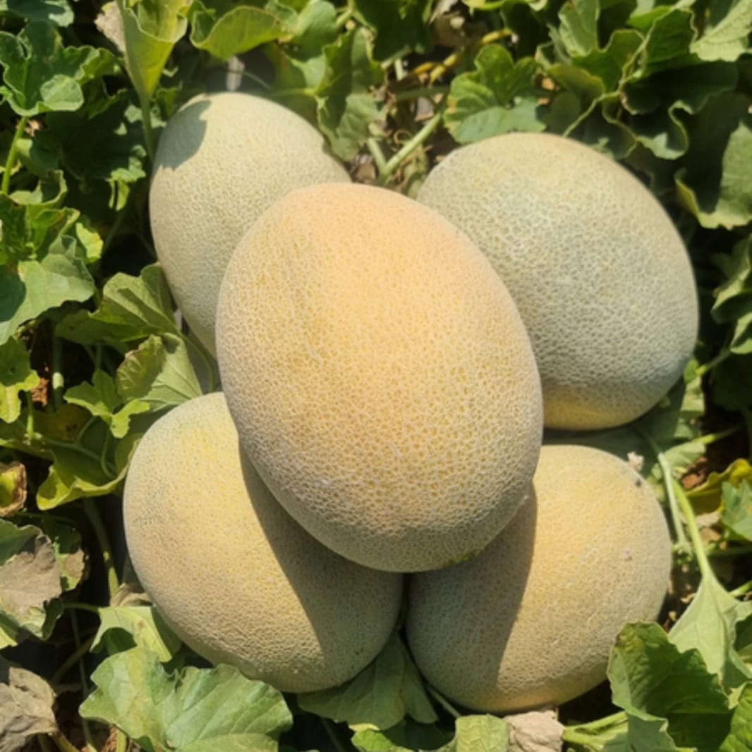 Brilliant F1 Melon Seeds 1000 Seeds