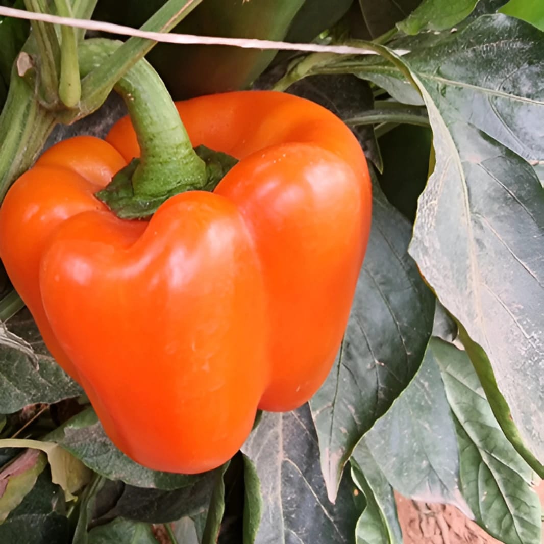 Hybrid Sweet Pepper Miranda Seeds - 1000 Count