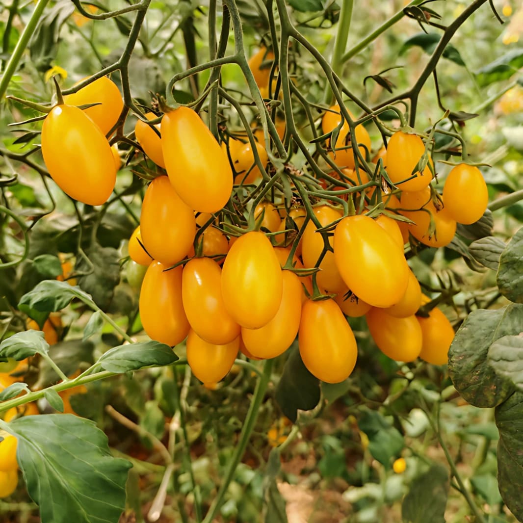 Amber Yellow Cherry Plum F1 Tomato Seeds 1000 Seeds