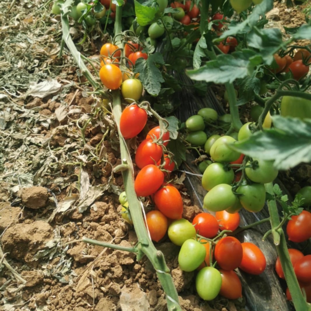 Balma F1 Plum Tomato Hybrid Seeds - 1000 Seeds
