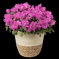 نباتات داخلية