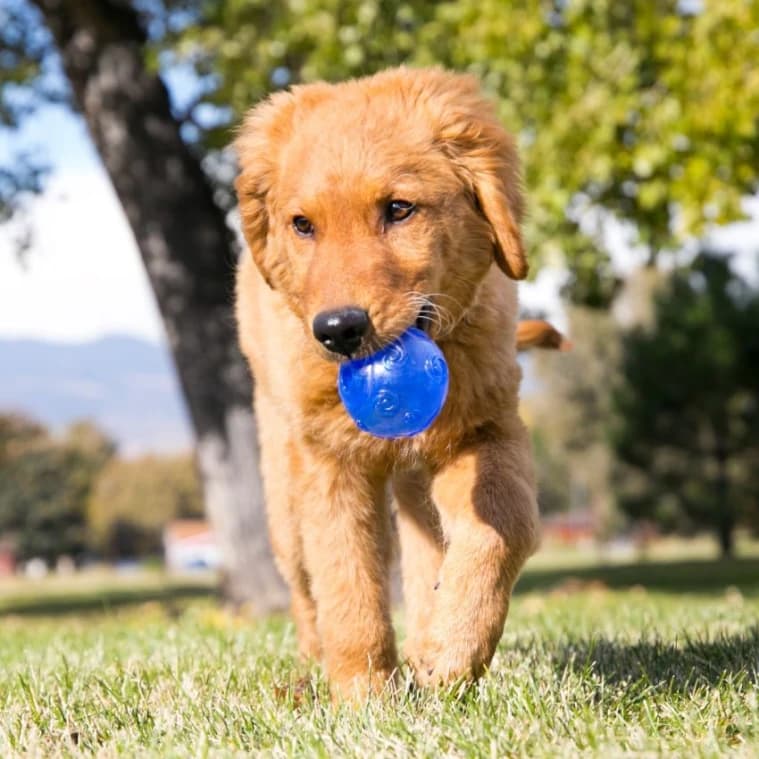 Kong Squeezz Ball, Assorted M