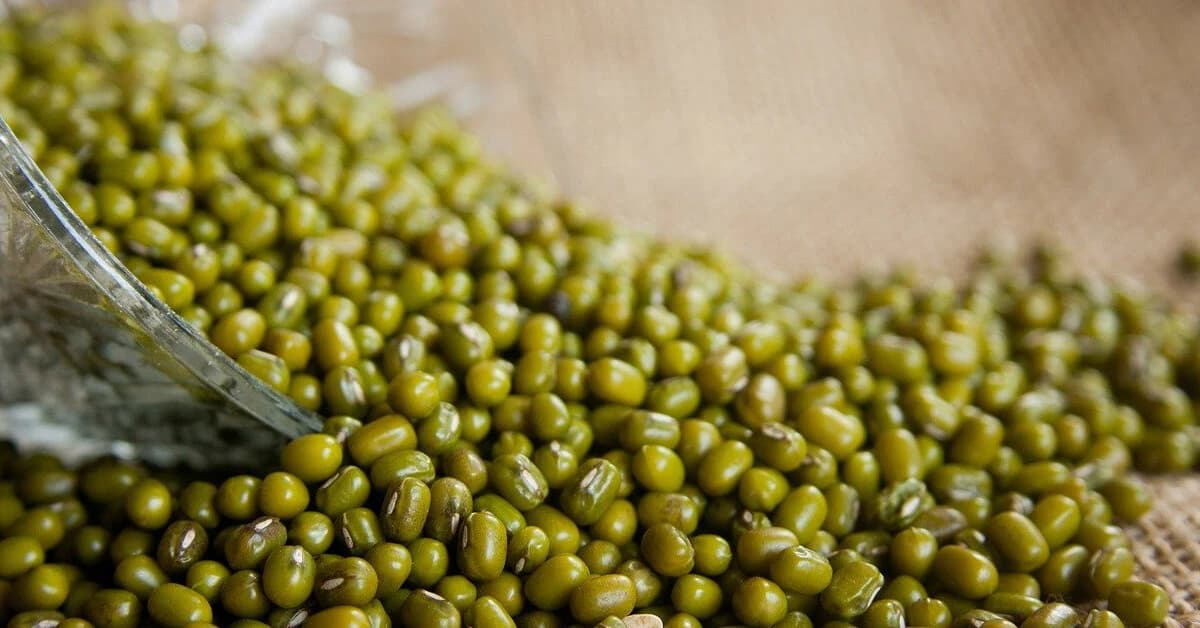 Mung Bean Plant