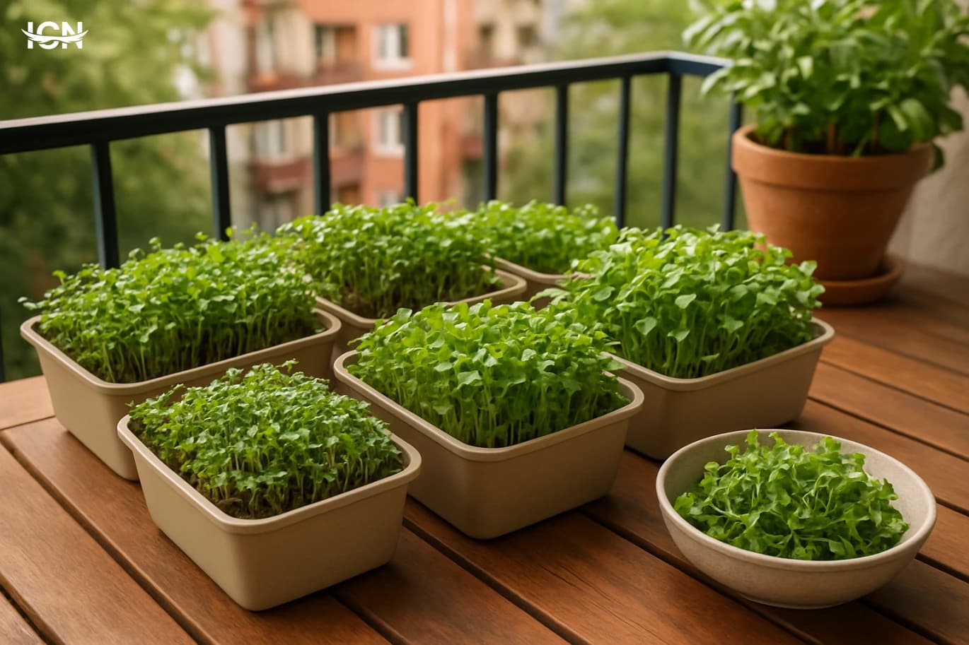 Balcony Microgreens for Weekly Fresh Harvests