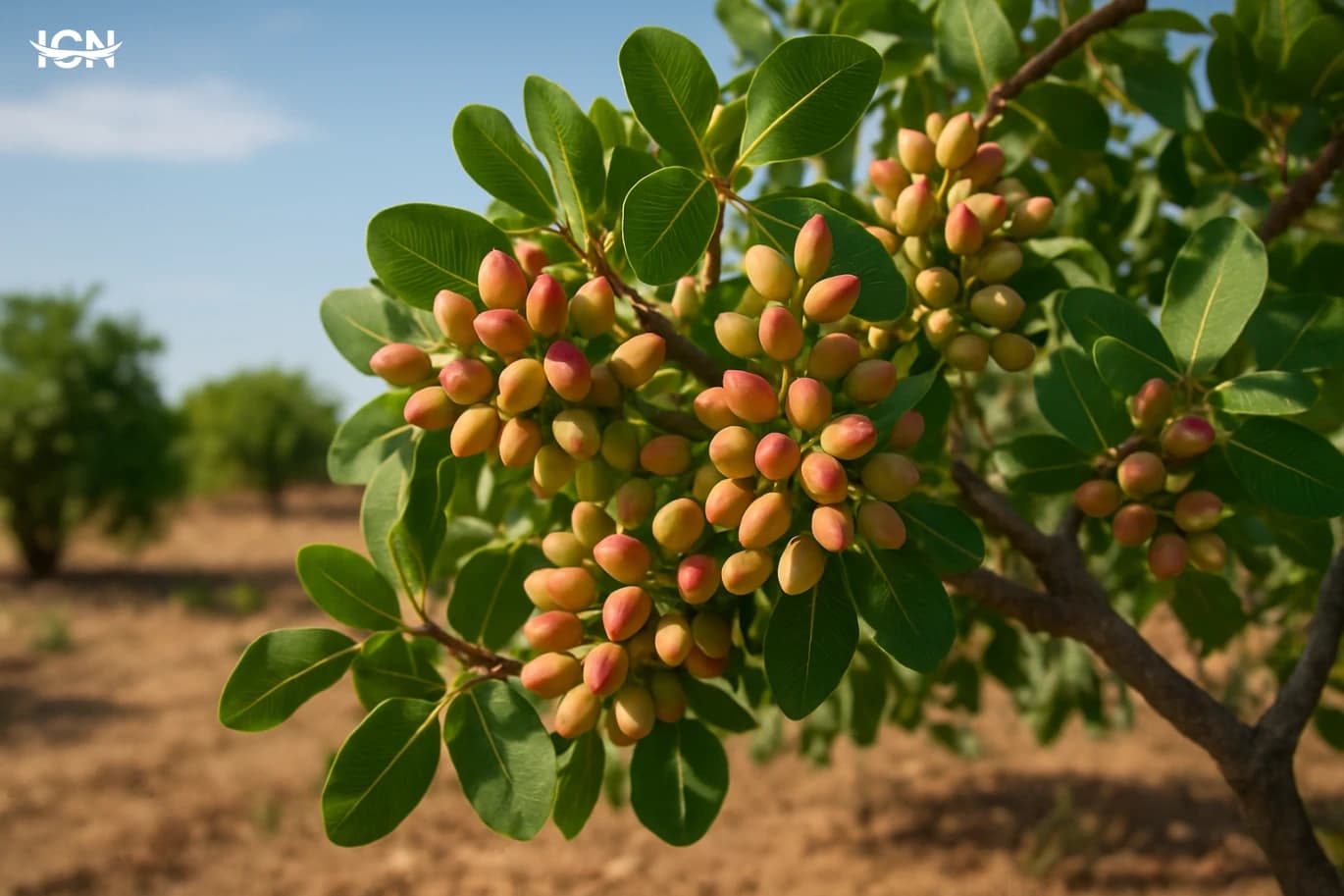 Growing Pistachios in Hot, Dry Gardens
