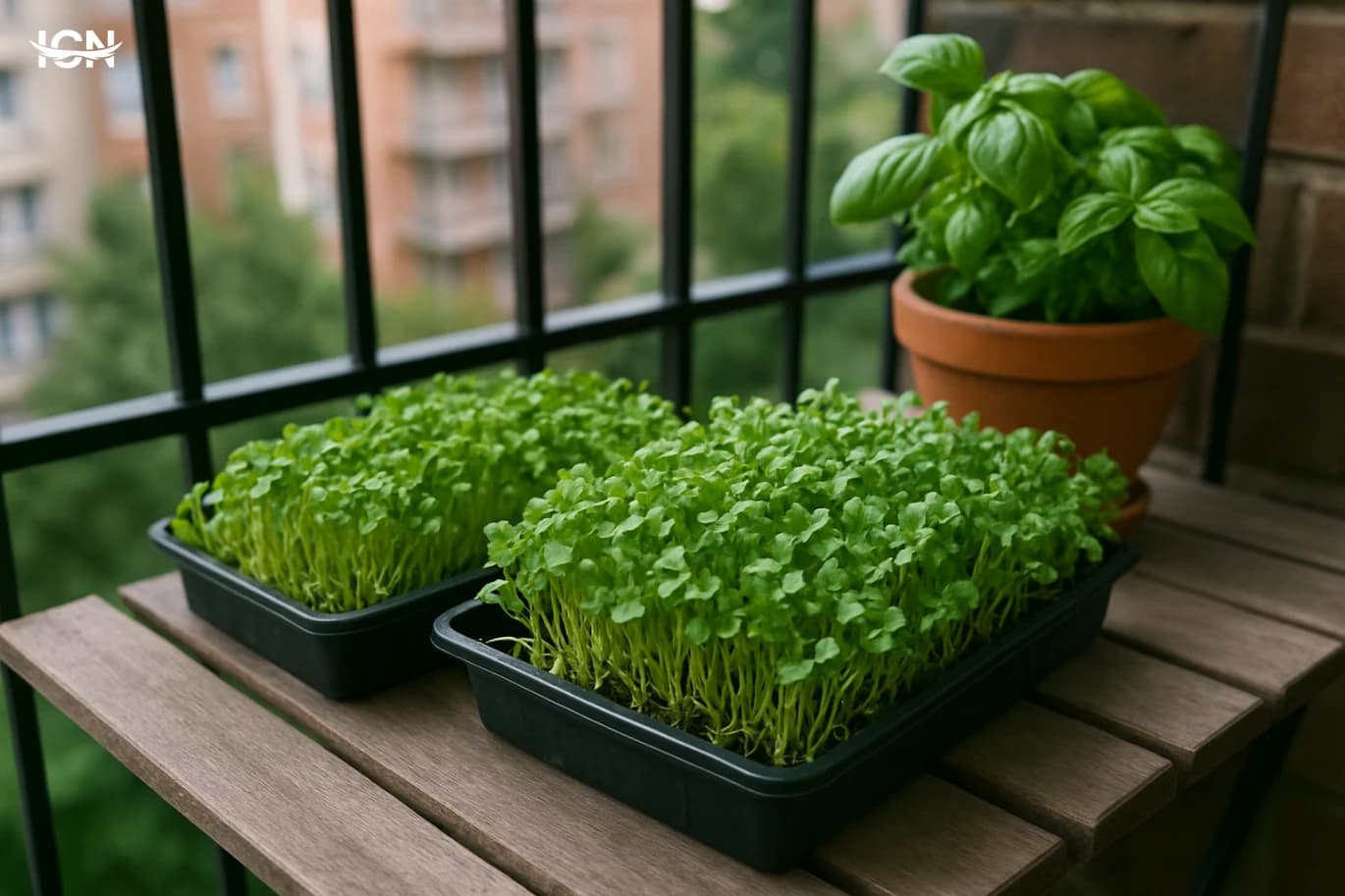 Balcony Microgreens for Weekly Fresh Harvests