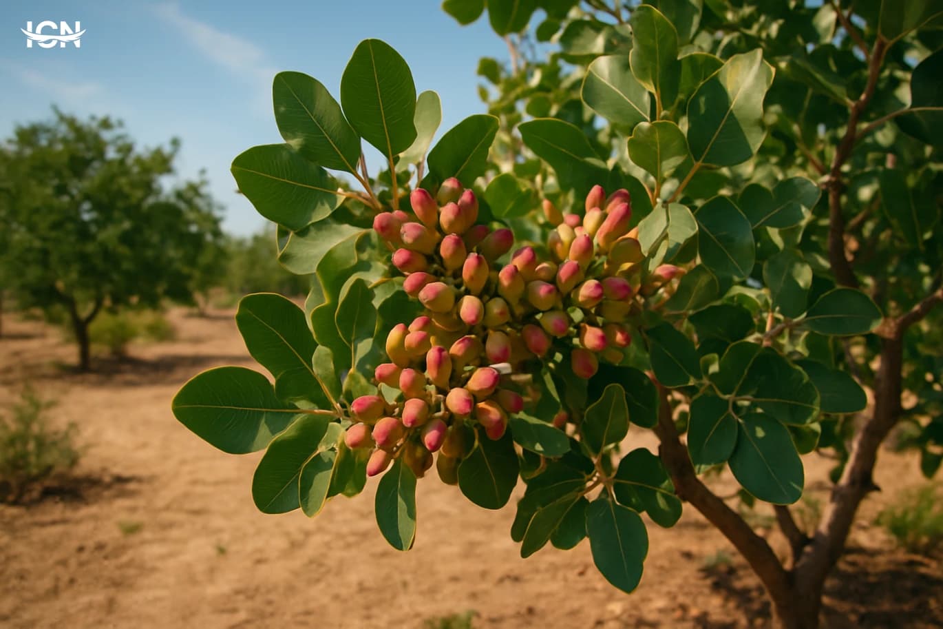 Growing Pistachio Trees in Hot, Dry Gardens