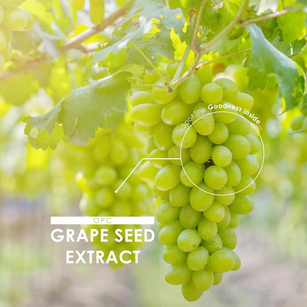 ALPHA01 Grape Seed Extract Equivalent to 3000 mg - 180 Tablets