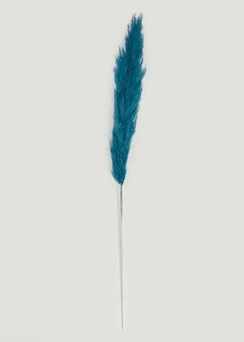Pampas Grass - Blue