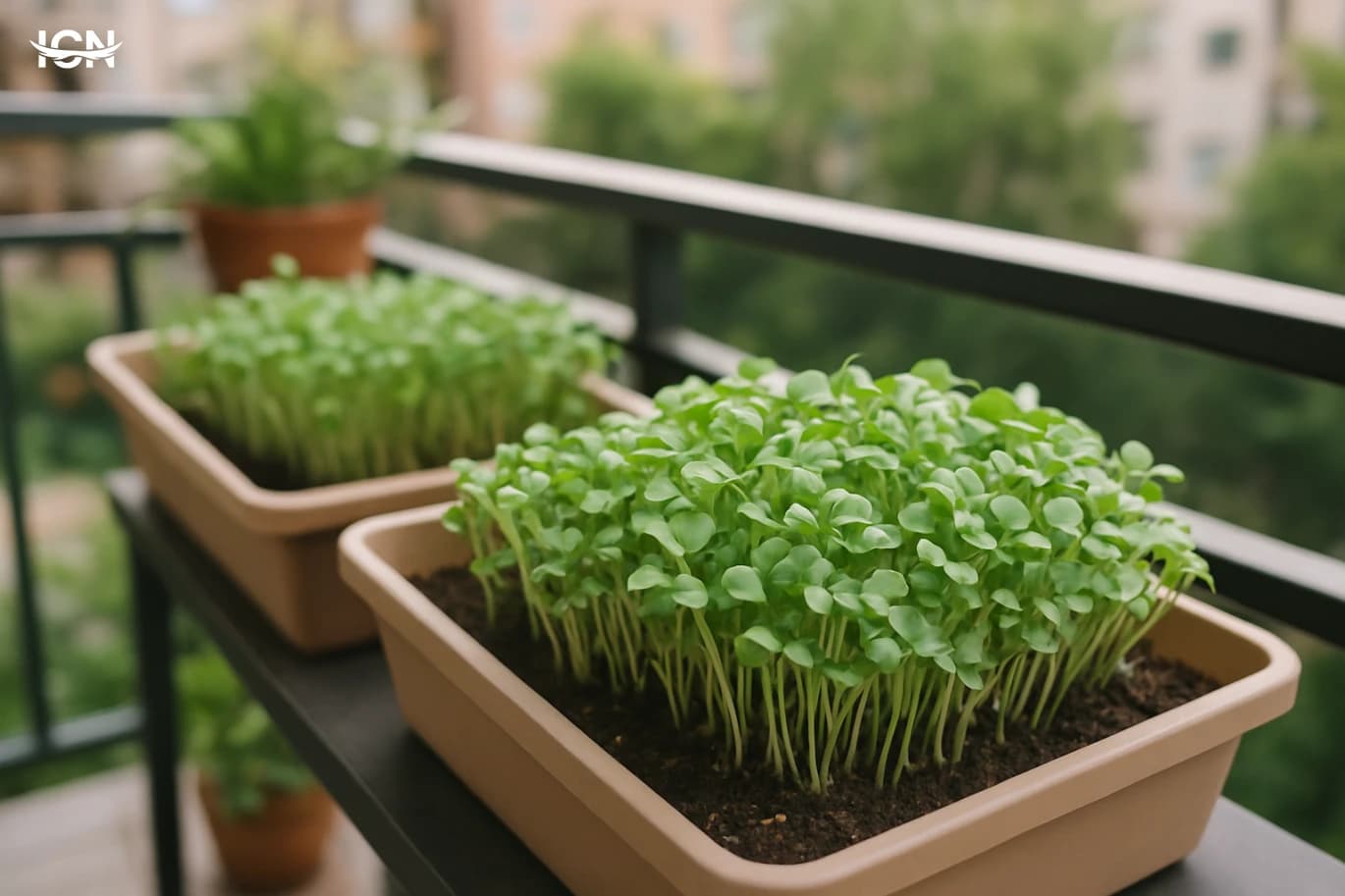 Balcony Microgreens for Weekly Harvests