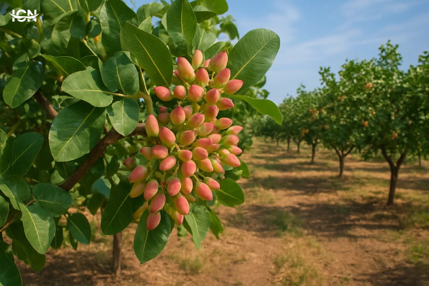 Growing Pistachios in Small Orchards