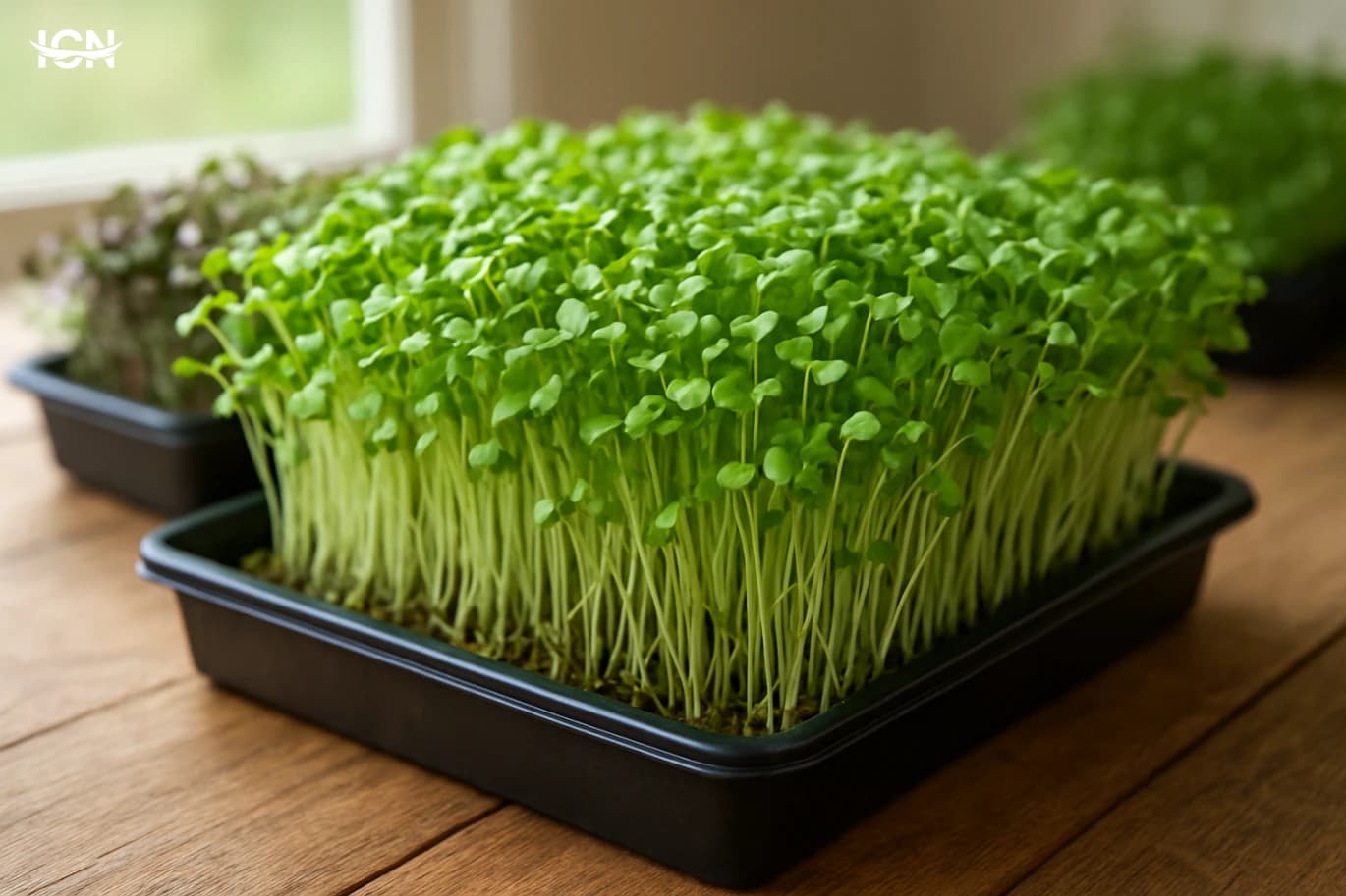 Backyard Microgreens for Year Round Fresh Harvests