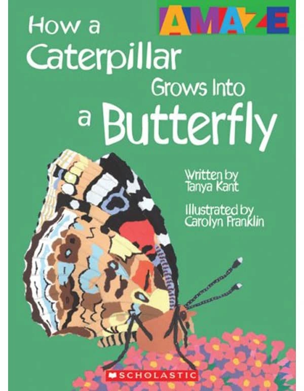 Caterpillar to Butterfly