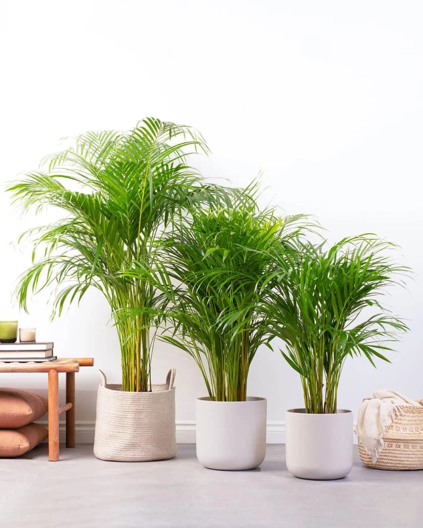 Areca Palm 160 cm