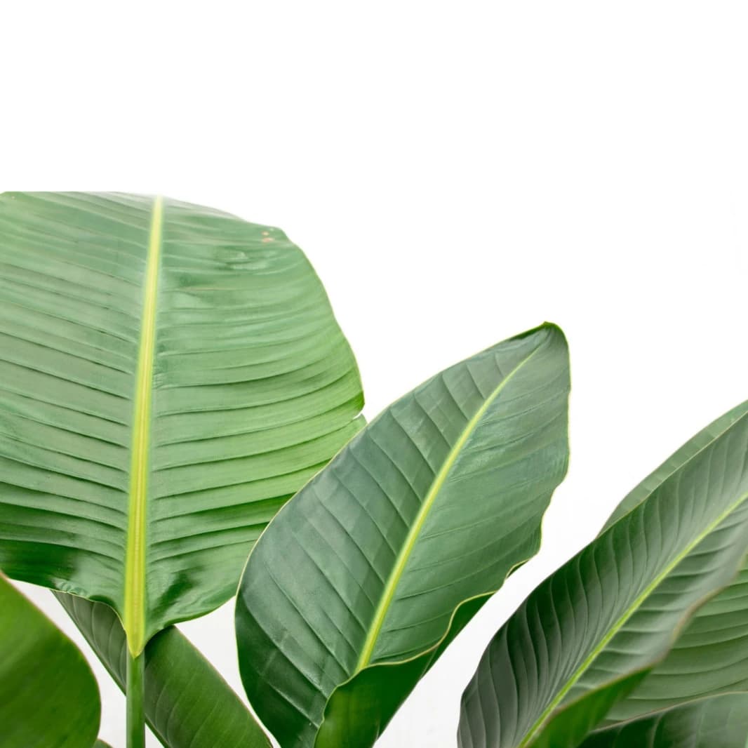 Banana Leaf Plant - Strelitzia Nicolai