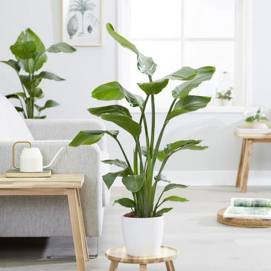 Banana Leaf Plant - Strelitzia Nicolai