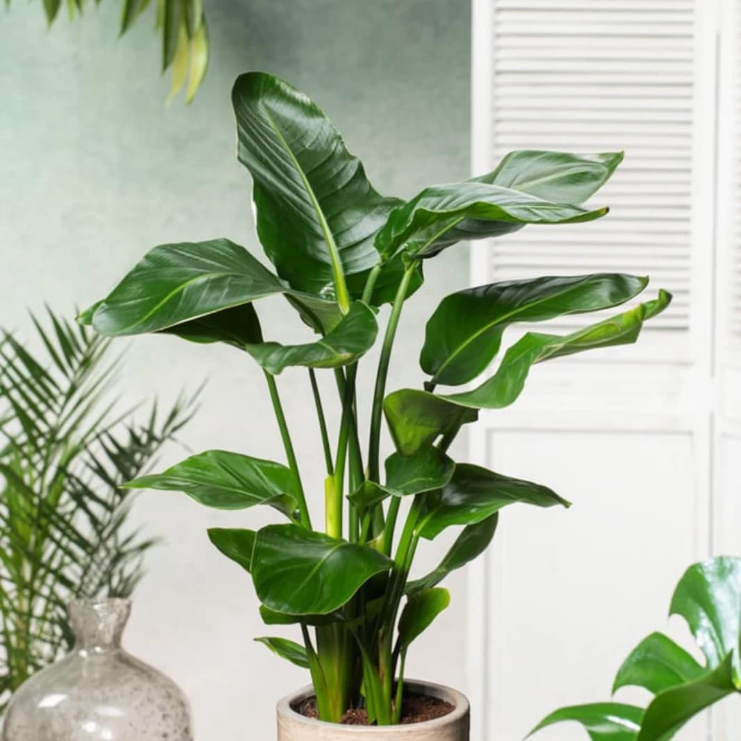 Banana Leaf Plant - Strelitzia Nicolai