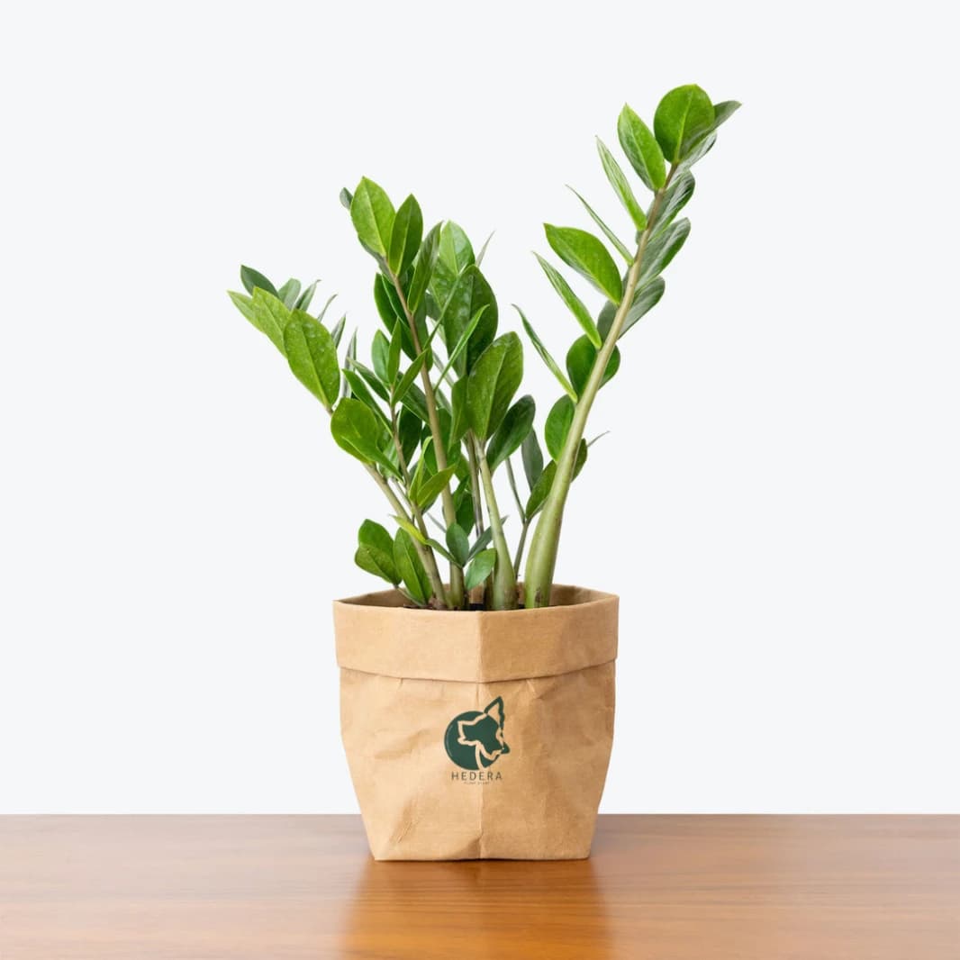 Zamia Zz Plant Medium