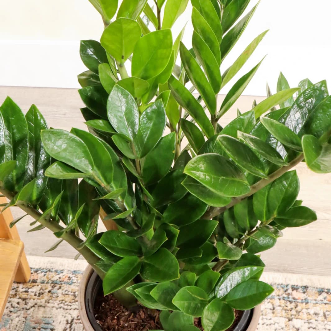 Zamia Zz Plant Medium