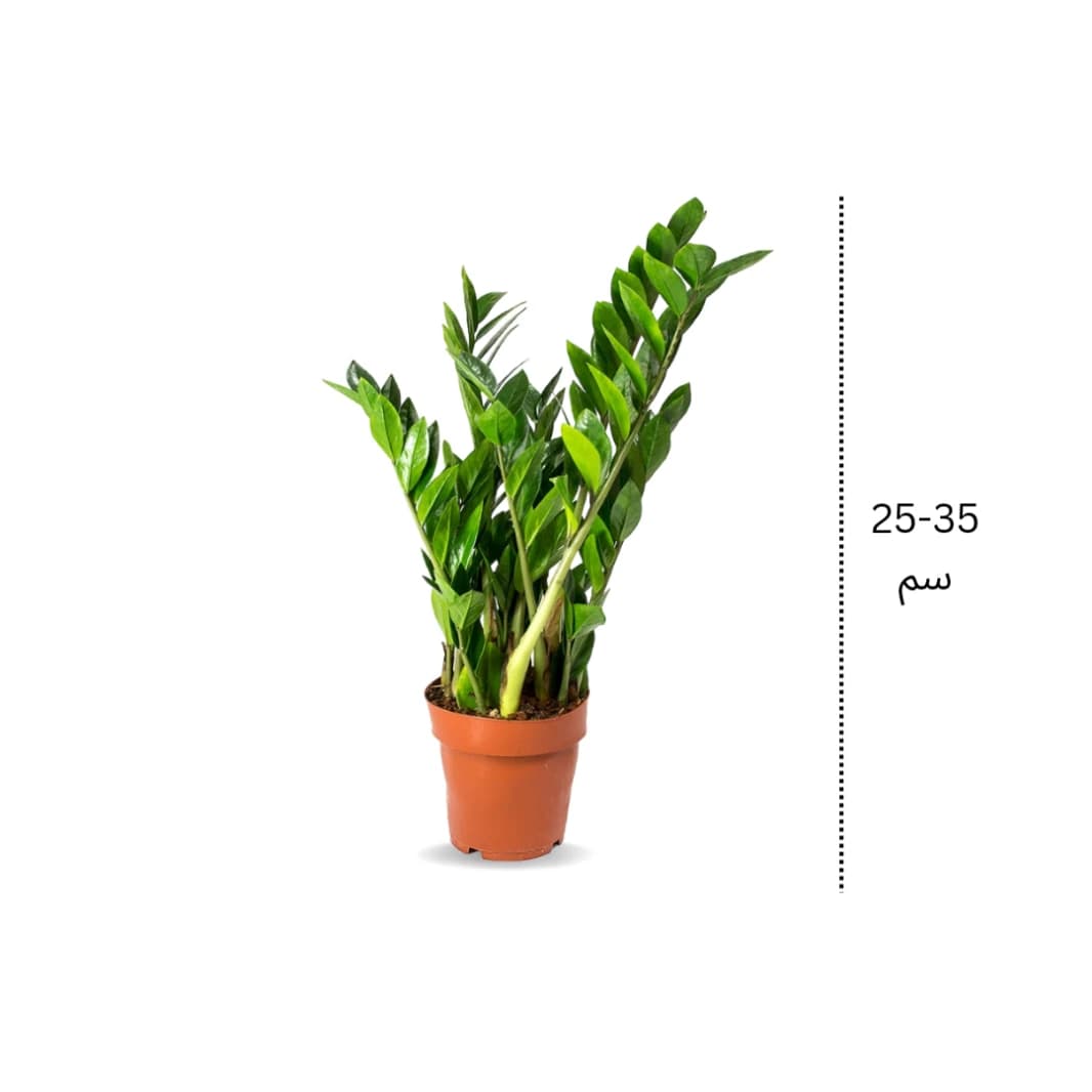 Zamia ZZ Plant Small