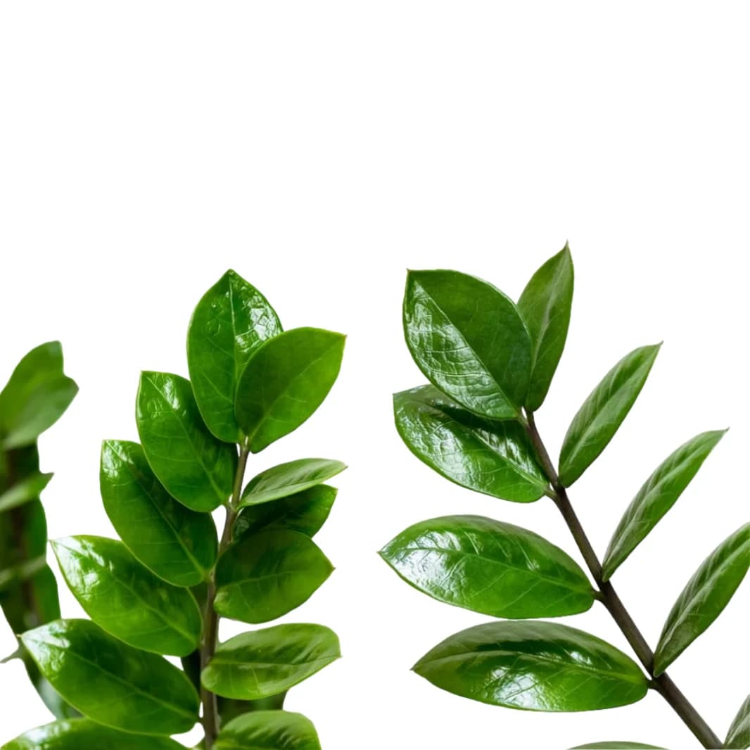 Zamia ZZ Plant Small