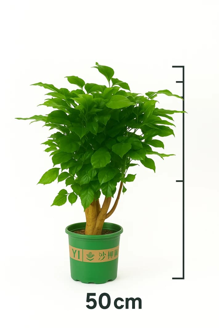 Radermachera 50 cm