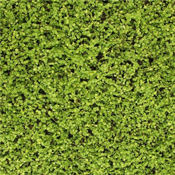 جداريات نباتية صناعية متر مربع - Eva Moss Mat